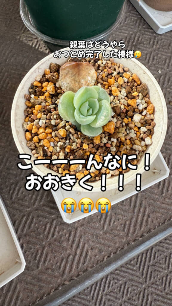 新たな葉が育って親葉はお役御免