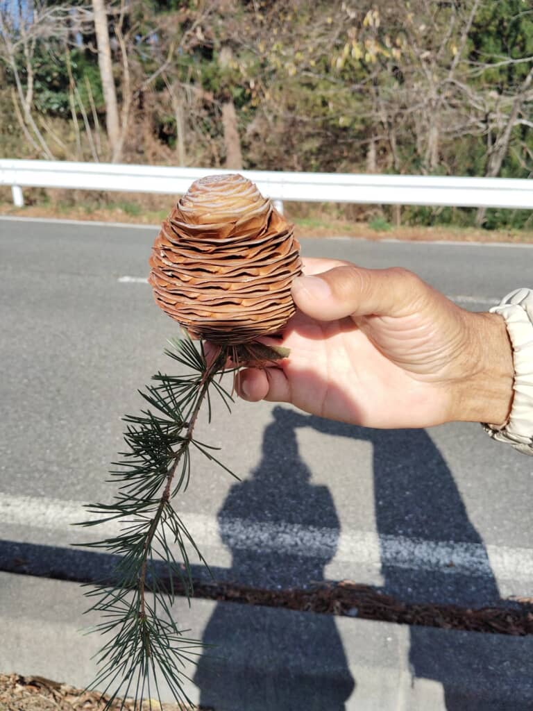 苗木が生えているマツ科のヒマラヤスギの球果
