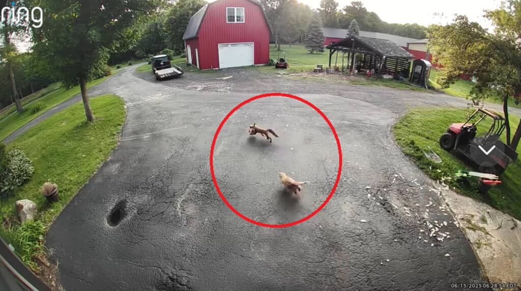 キツネを追う猫