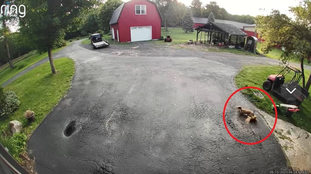 鶏を襲ったキツネ