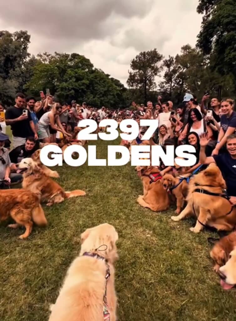 集合したゴールデン・レトリバー