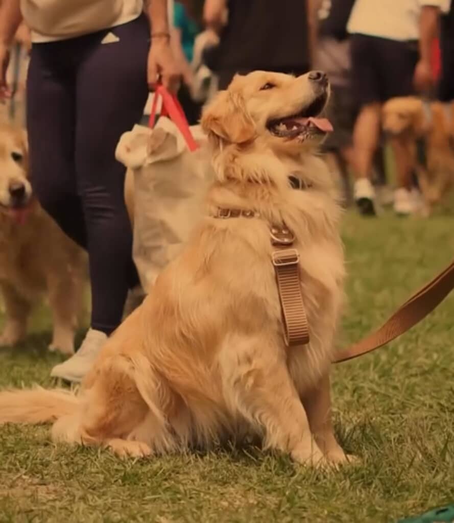 ゴールデン・レトリバー