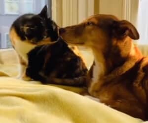 耳が聞こえない猫と辛い過去を持つ犬