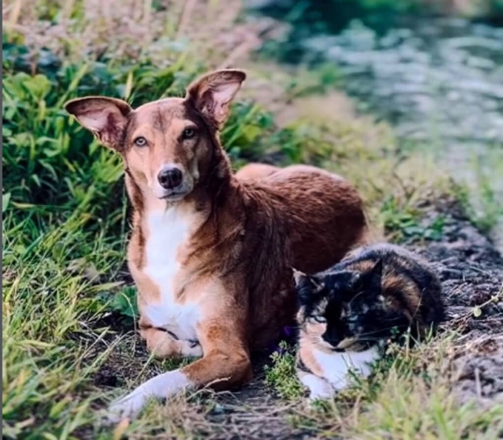 耳が聞こえない猫と辛い過去を持つ犬