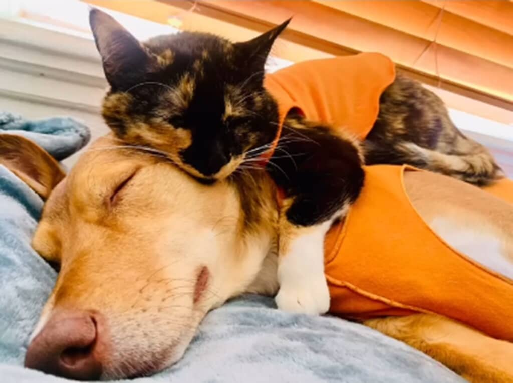 耳が聞こえない猫と辛い過去を持つ犬