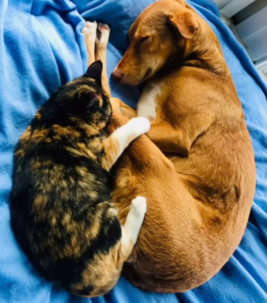 耳が聞こえない猫と辛い過去を持つ犬