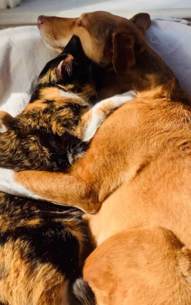 耳が聞こえない猫と辛い過去を持つ犬