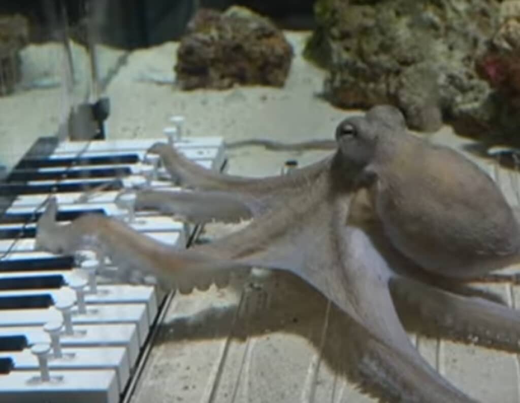 ピアノを弾くタコ