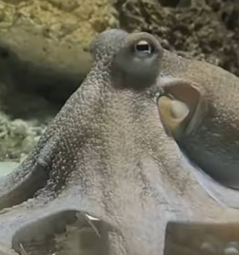 人間からピアノの弾き方を教わるタコ