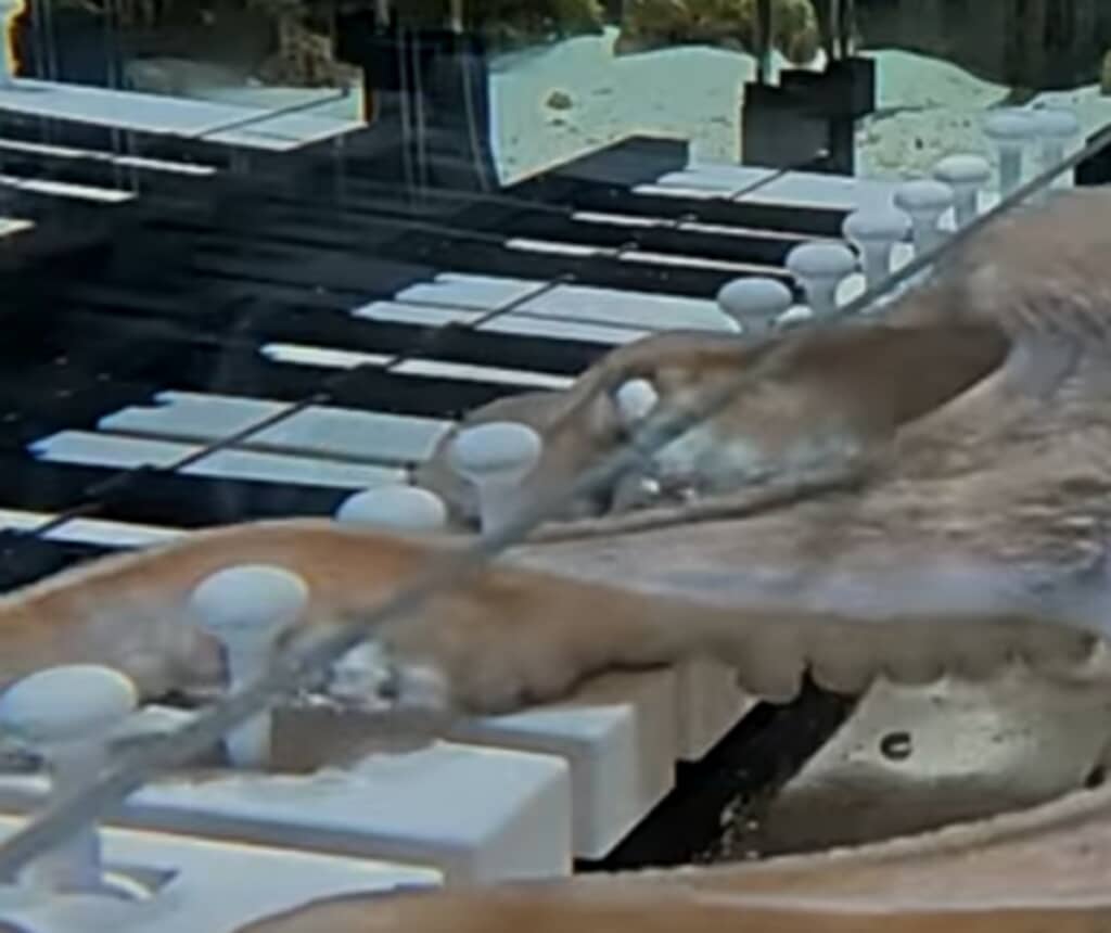 ピアノを教わるタコ