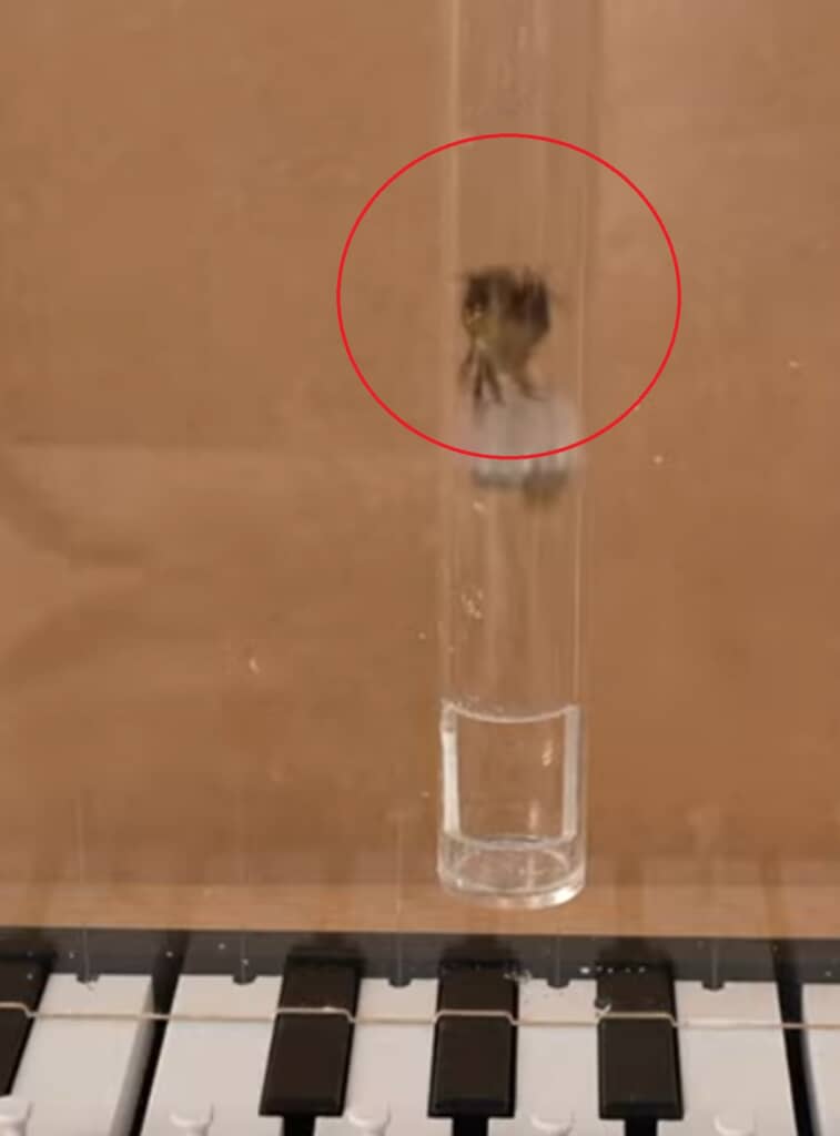 タコへの報酬の「カニ」を見える化