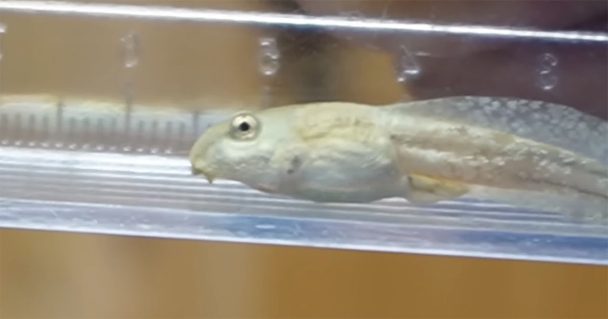 用水路で見つけた“白いオタマジャクシ”→育ててみたら……　まさかの姿に「感動しました！」「とても興味深い」（1/3） | その他生き物 ねとらぼ