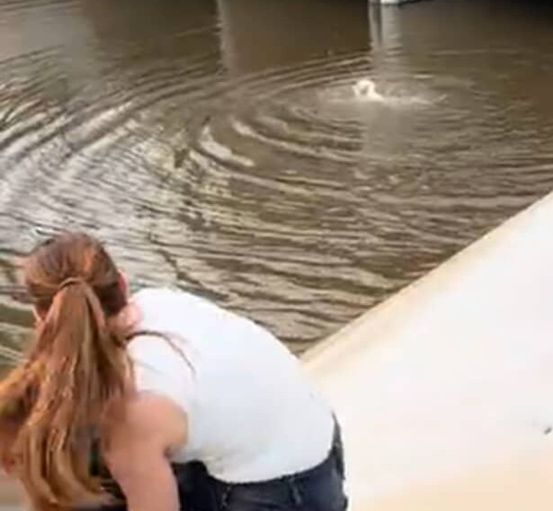 「なんていい話」「真のヒーロー」　運河で溺れてもがく犬→美容師の“咄嗟の行動”が5260万回再生。世界から賞賛と感動の声【海外】 | 犬 ねとらぼ