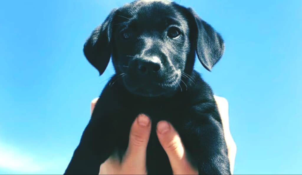 6万円で売られていたガリガリの子犬をお迎え