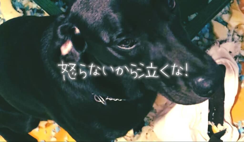 お留守番は苦手