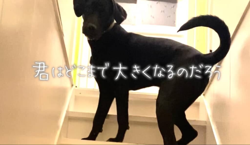 あっという間に20kgに