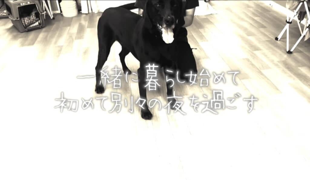 飼い主さんの入院で別々に過ごす日も