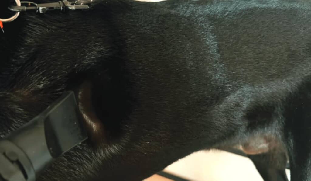 お風呂後は、ツヤツヤな毛並みに