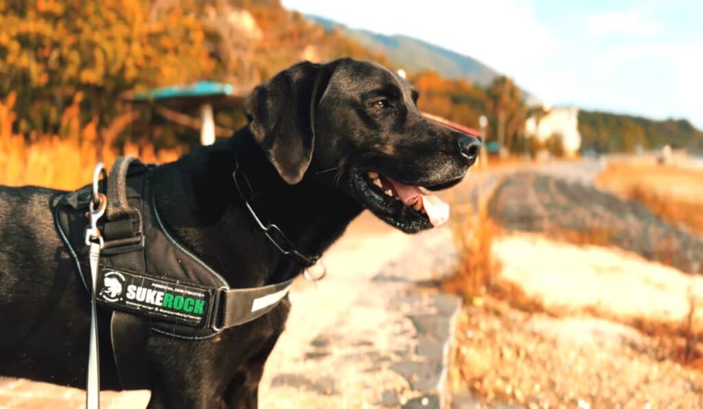 これからも幸せに暮らして、長生きしてね！