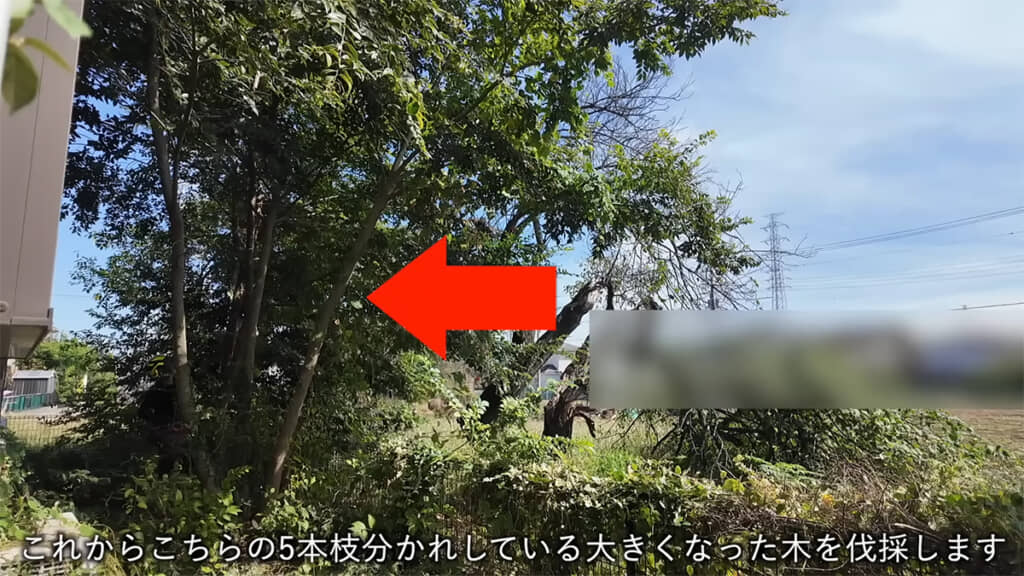 5本に枝分かれした木を伐採します