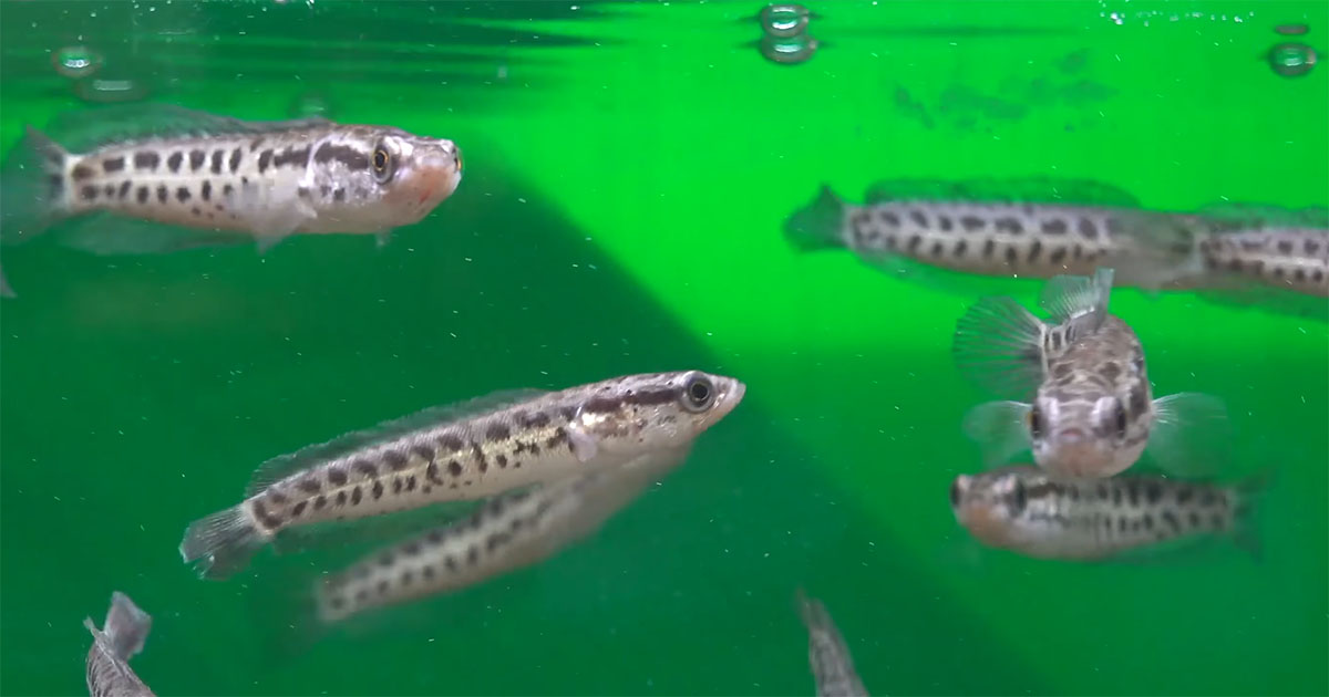 魚の赤ちゃんに“心臓”を与えてみると……　本能むき出しの姿に「たくましい」「びっくりです」（1/3） | その他生き物 ねとらぼ