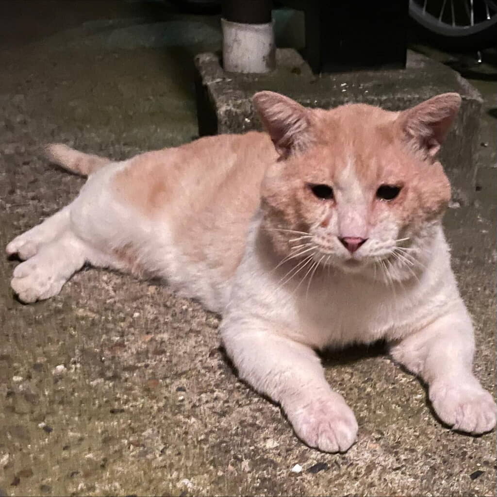 ひどい傷があり横たわっていた