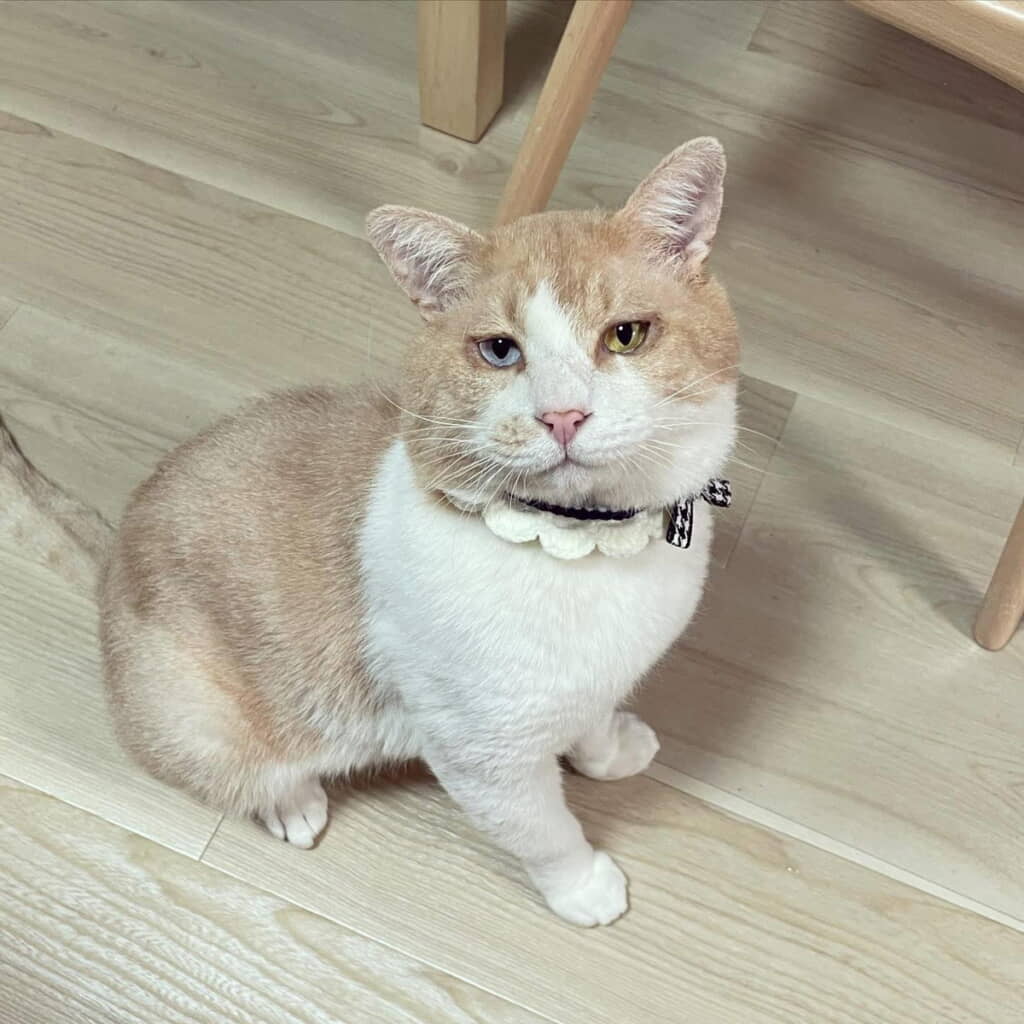 ふわふわ、もちもち