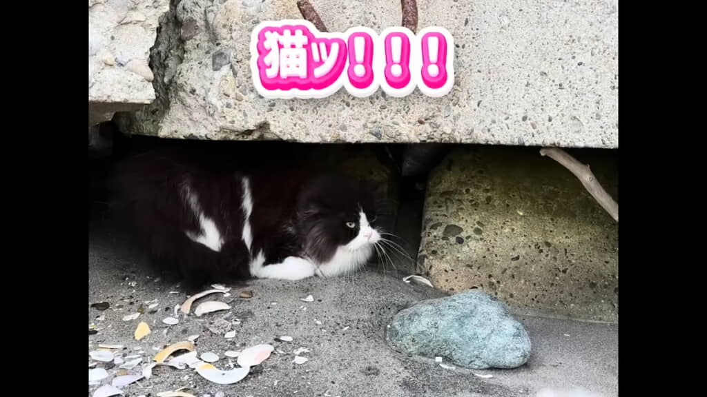 海辺で猫ちゃんを発見
