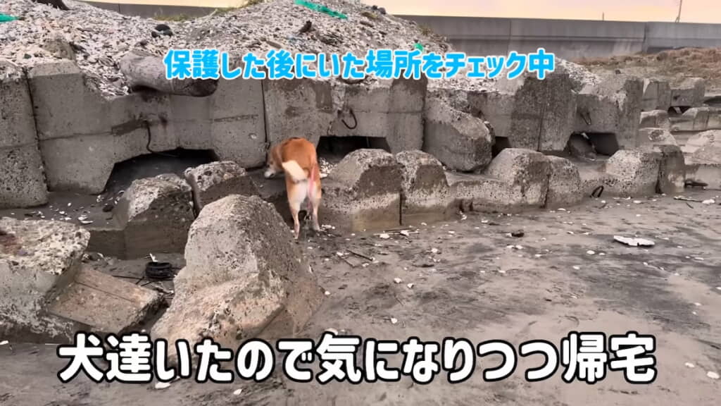 猫を発見した場所
