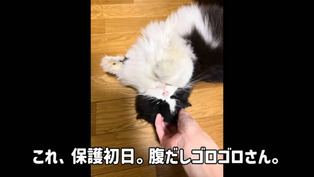 保護初日とは思えない懐きっぷり
