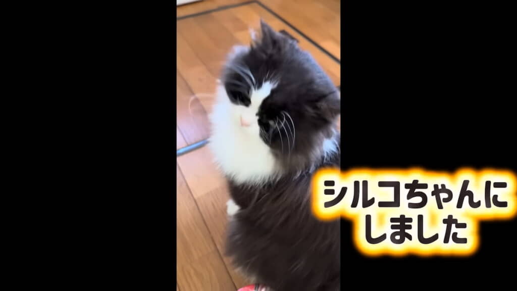 「シルコ」と命名
