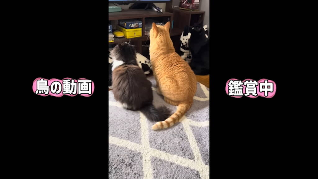 先住猫と一緒に動画鑑賞
