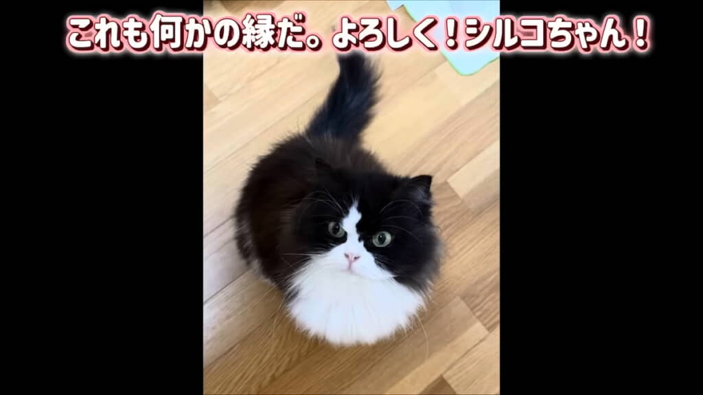 ふわふわで愛らしいシルコちゃん
