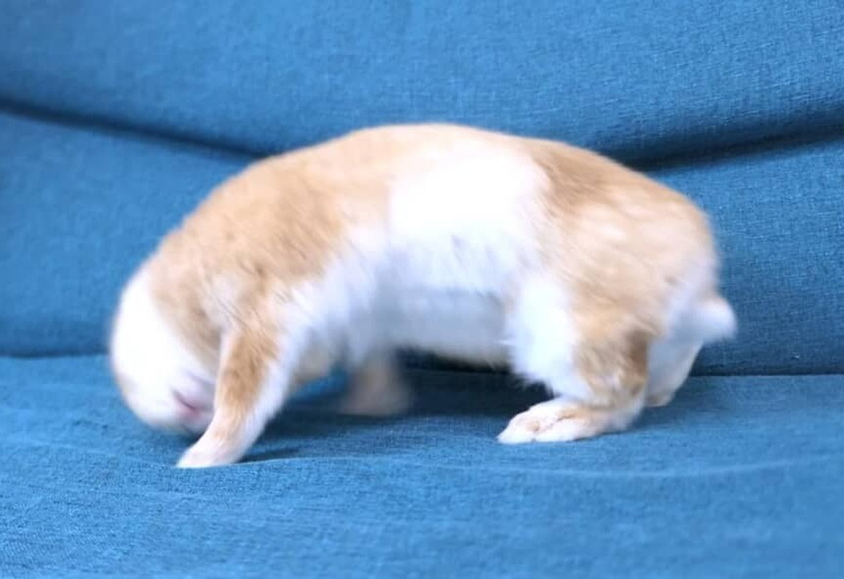 踊り狂うウサギ→疲労を感じた瞬間……　まさかの“1秒後”に衝撃「完全にやられた」「最高です」（2/3） | 小動物 ねとらぼ