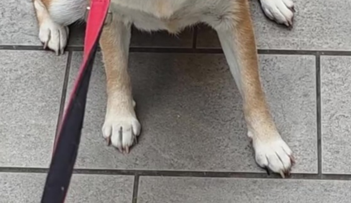 散歩中、「やばぁw」「かわいい」と笑われる柴犬　まさかの表情に「かわいいしかない」「あらあら」と720万再生（1/3） | 犬 ねとらぼ