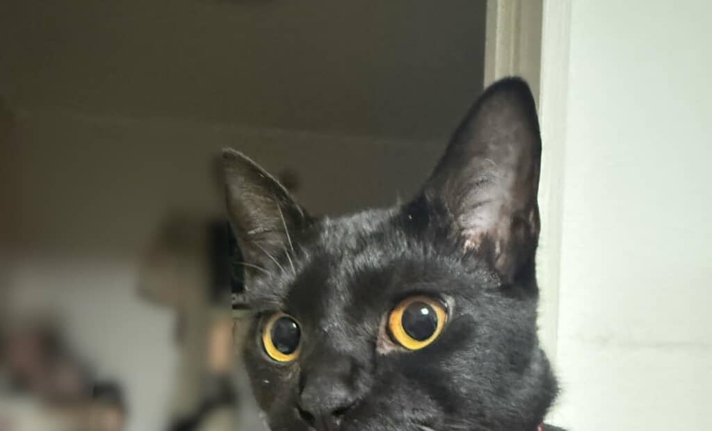 黒猫のジジくん