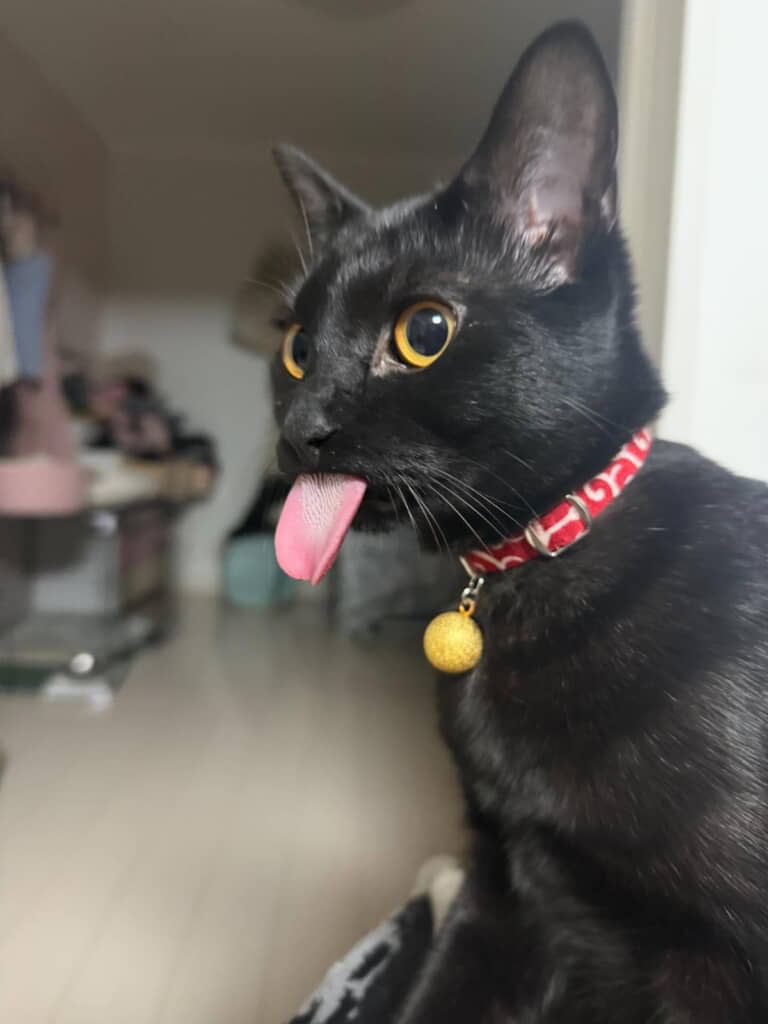 びっくりしてしまい忘れちゃいました