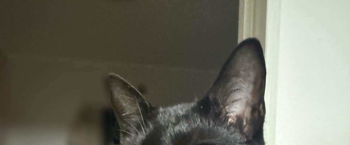 いつもクールな黒猫→落雪の音を聞いた瞬間……　“新しい一面”に爆笑「えーーーー!!」「出過ぎ〜笑」（1/3） | 猫 ねとらぼ