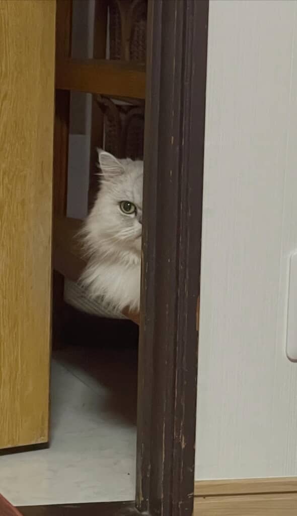 にゃ政婦は見た！