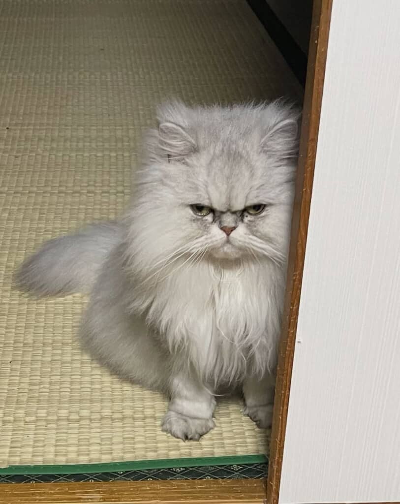 5歳ながら大御所感がすごい！