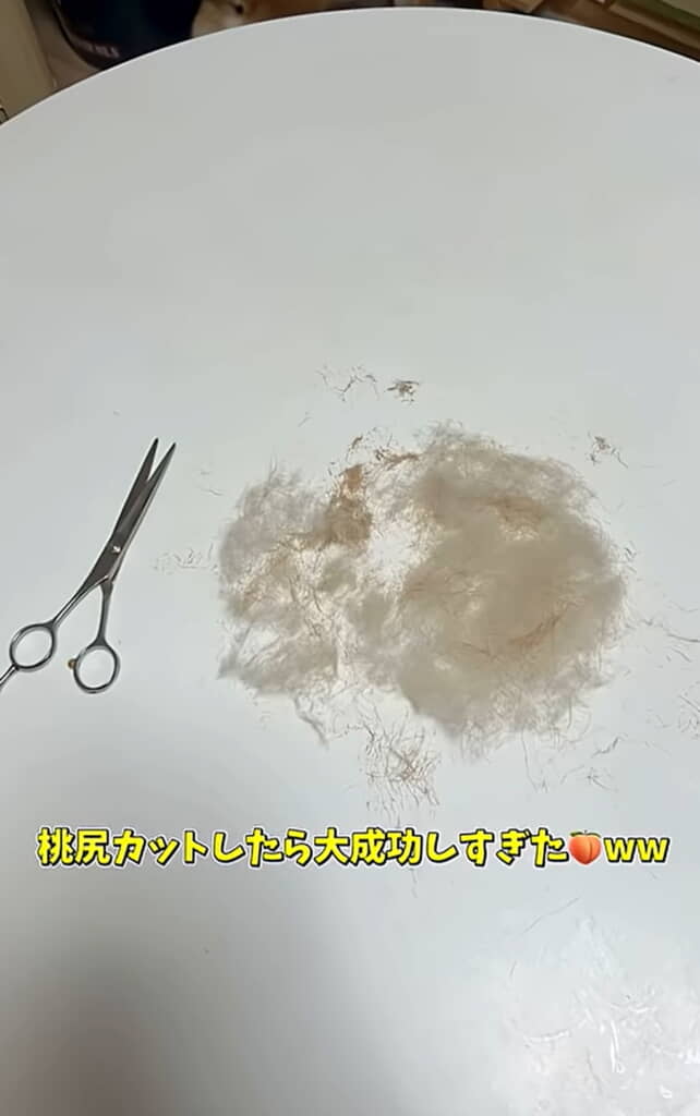 桃尻カットに挑戦した飼い主さん