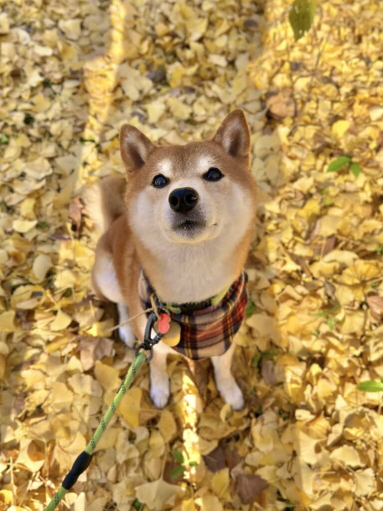 美しいお散歩ショット