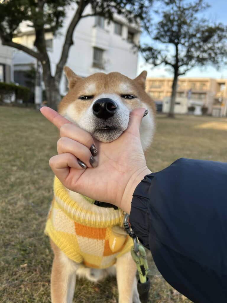 寝ぼけ眼でアゴを披露してくれた朝んぽ