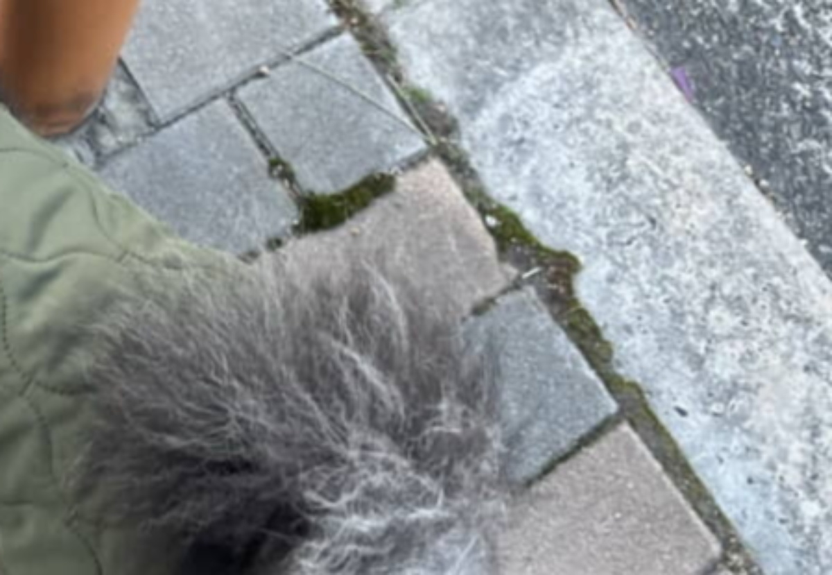 散歩中、ヤマトのお兄さんに「ポンデリングちゃん？」と言われた犬→納得の姿に「うまい！」「そっくりですね」（1/3） | 犬 ねとらぼ