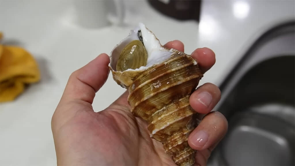 ツブ貝の貝殻、かなり大きくておしゃれです