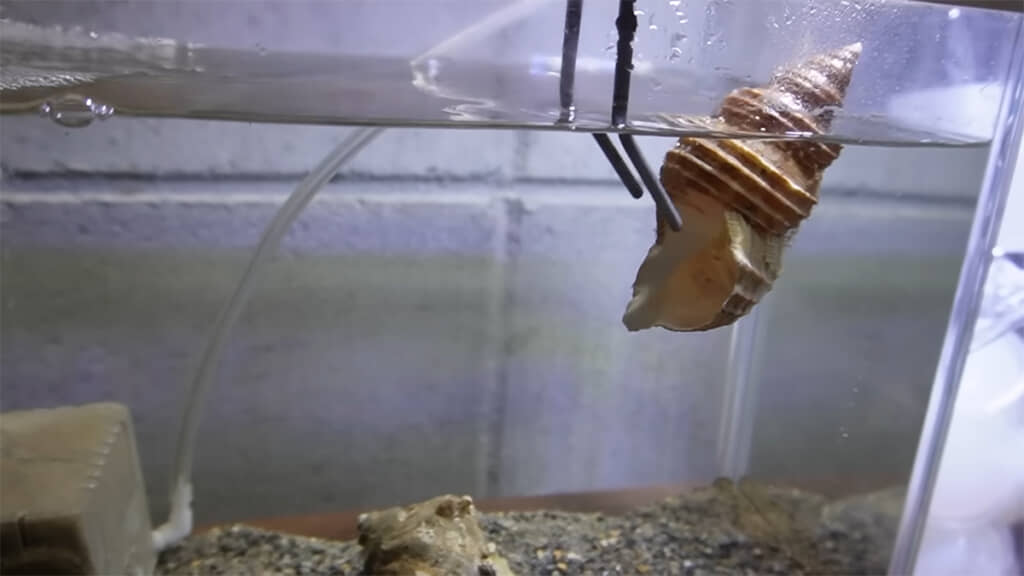 ツブ貝の貝殻を水槽に投入！
