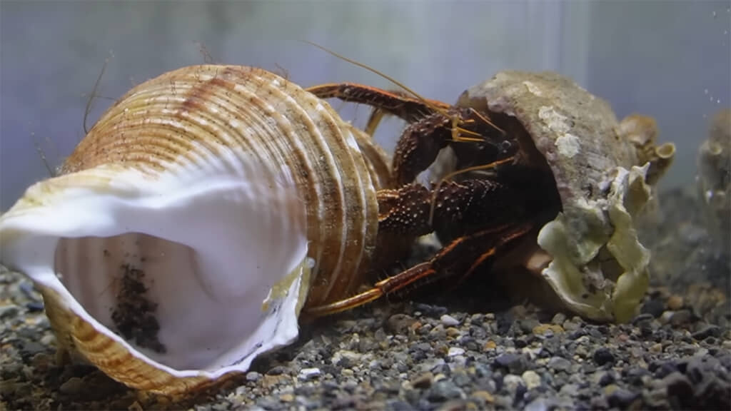 貝殻が気になるのか、あれこれ確かめているようです