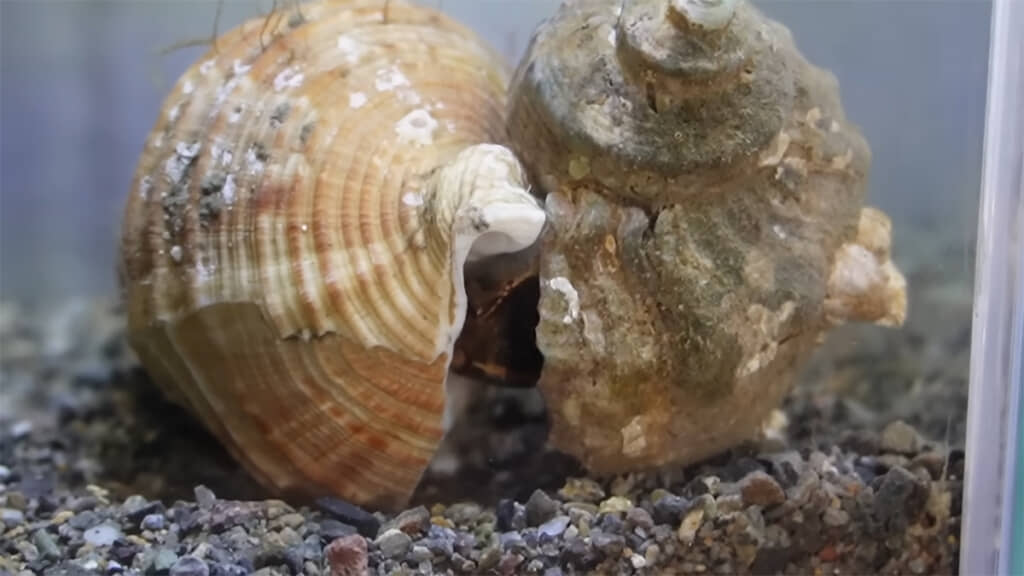 貝殻の入り口と入り口をくっつけて……