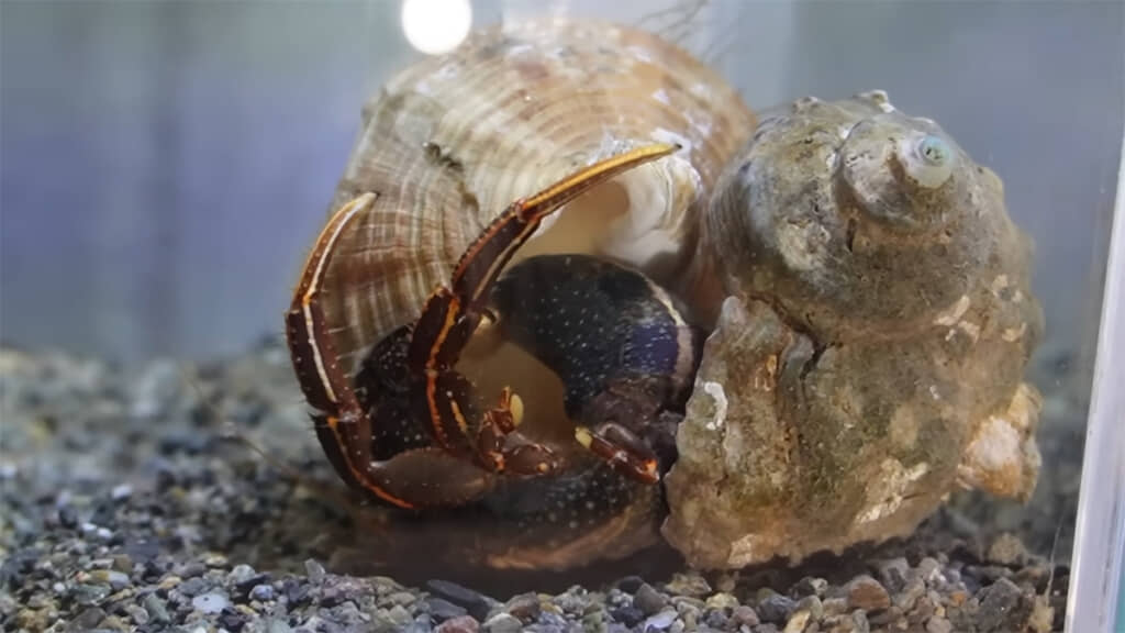 なかなか見られない貴重な引っ越しシーンです