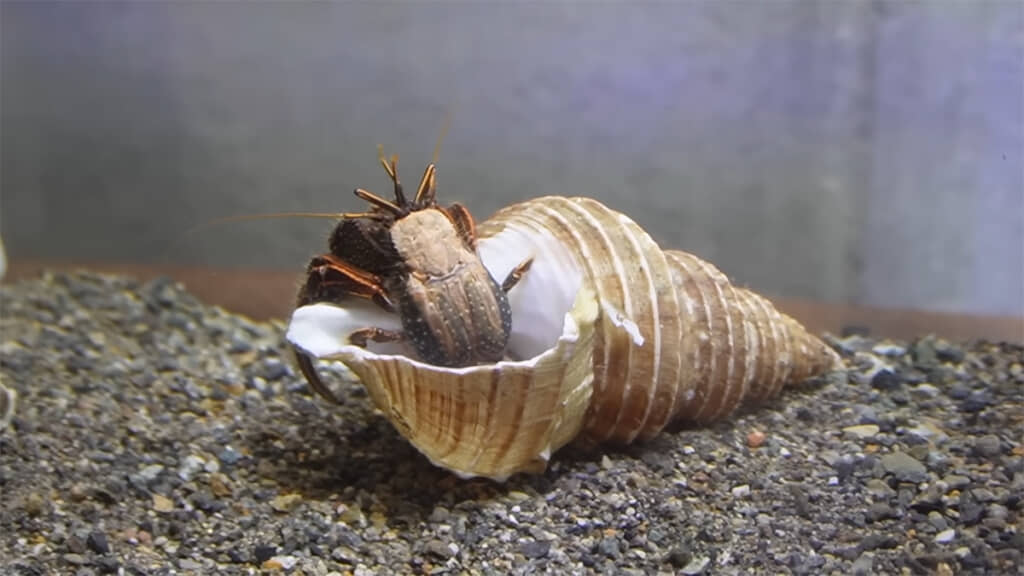 体を外に出し、上手に貝殻をひっくり返していました